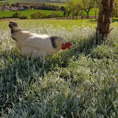 Couette-café Propriété Le Monneton 3*