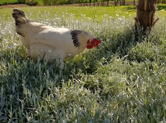 Bed and Breakfast Propriete Le Monneton 3*